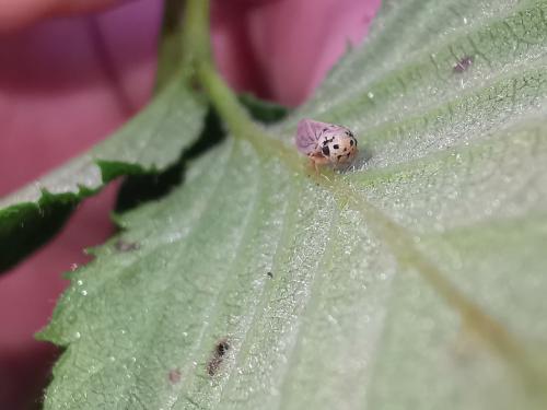 Réf. 294 064 : Macropsis fuscula